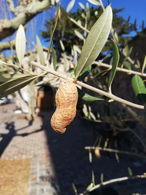 Peanut Tree
