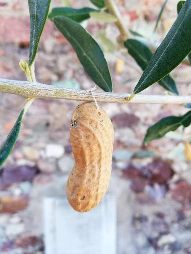 Peanut Tree